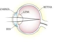 Normal vision illustration